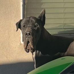 Rex - Great Dane