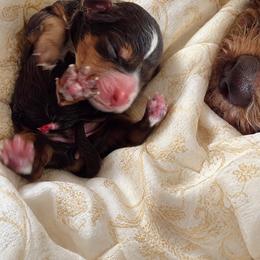 Ducky - Tri-color female Bernedoodle puppy in Milton, Florida from Sutton Place Doodles