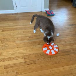 Australian Shepherd Puppies from Spirited Aussies
