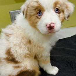 Girl 1 - Australian Shepherd puppy from Central Valley Australian Shepherd