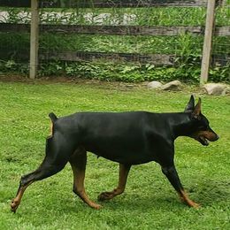 Doberman Pinschers from Pann's Dobermans