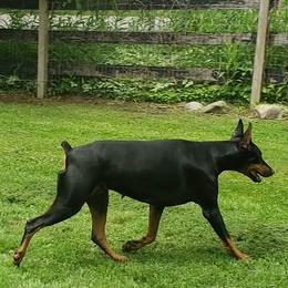 Doberman Pinschers from Pann's Dobermans