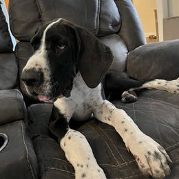 Great Dane Puppies from Blackmon Family Danes
