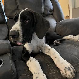 Great Dane Puppies from Blackmon Family Danes