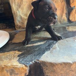 Red Collar Male - Black brindle male Cane Corso puppy in Jasper, Alabama from C&M Cane Corso