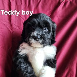 Teddy - Black and white male Portuguese Water Dog puppy in Narvon, Pennsylvania from Prized Family Porties