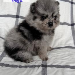 Truffle - Blue merle male Pomeranian puppy in Morgan, Utah from Rockstar Rigby Pomeranians