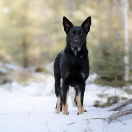 Venture - German Shepherd