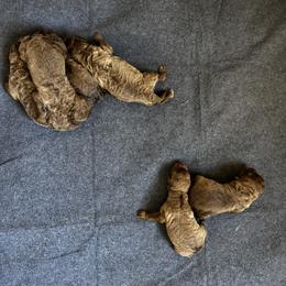 Boy 6 - male Chesapeake Bay Retriever puppy in Lake Anna, Virginia from Three Horses Chesapeakes
