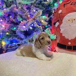 Butterscotch - Dachshund puppy from DoxiRose