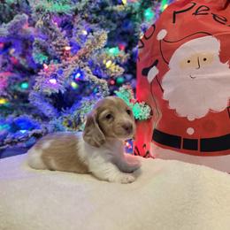 Butterscotch - Dachshund puppy from DoxiRose