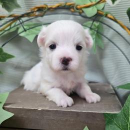 Huey - White male Maltese puppy in Monticello, Iowa from Ashley’s Puppies