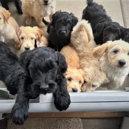 Goldendoodle Puppies from Bridger Peak Doodles