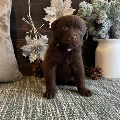Charm - Brown female Chesapeake Bay Retriever puppy in Ulen, Minnesota from North Wind Gundogs
