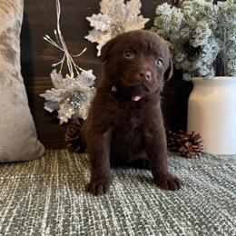 Charm - Brown female Chesapeake Bay Retriever puppy in Ulen, Minnesota from North Wind Gundogs