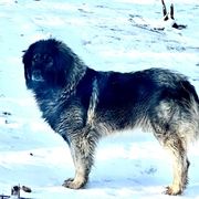 Phillip - Sarplaninac