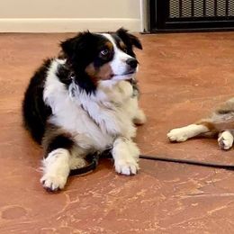 Miniature Australian Shepherd and Toy Australian Shepherd All Grown Up from 2Lazy2P Mini Aussies