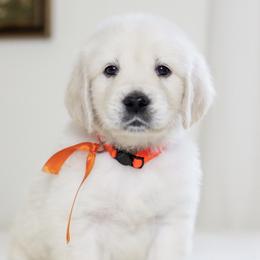 Mr. Orange Collar - Light golden male Golden Retriever puppy in Troy, Alabama from Southland Goldens