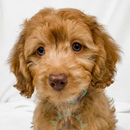 Dachshund, Great Dane, and Yorkshire Terrier Puppies from WZ Kennels