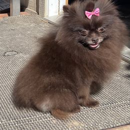 Coco Bean - Chocolate female Pomeranian puppy in San Diego, California from SD Bullies