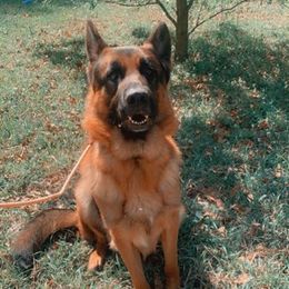 German Shepherds from Hartland's AKC German Shepherds
