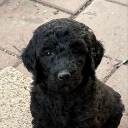 Black (yellow) - Black female Poodle puppy in Mountain View, Arkansas from Ramer’s Spring Poodles