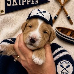 Skipper - Red  male Goldendoodle puppy in Placerville, California from New Dawn Poodles and Doodles