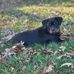 Girl 1 - Black and mahogany female Rottweiler puppy in Ridgeland, South Carolina from VHK Rottweilers