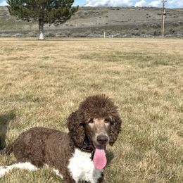 Poodles from Sageland Poodles
