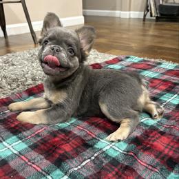 Patsy - Blue female French Bulldog puppy in Ennis, Texas from Family Farm Frenchies