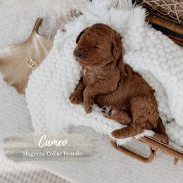 Cameo - Red  female Goldendoodle puppy in Roanoke Rapids, North Carolina from Sweeter than Honey Doodles