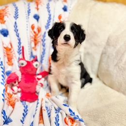 Bronco - Black and white male Border Collie puppy in Owenton, Kentucky from Three16 Ranch