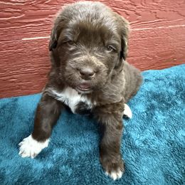 Buttercup - Brown female Newfoundland puppy in Goodhue, Minnesota from Claypits Newfoundlands