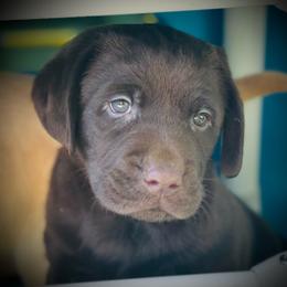 Ash-Yellow Collar - Chocolate male Labrador Retriever puppy in Penn Valley, California from Pleasant Valley Creekside Ranch, LLC