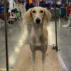 Salukis from Ayala Salukis