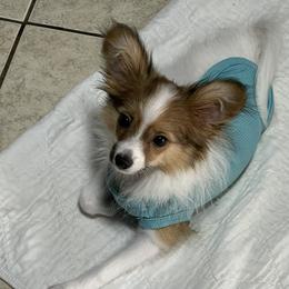 Ferbie - White and sable male Papillon puppy in Central Florida, Florida from Sunshine Papillons