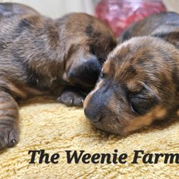 Boy 1 - Brindle male Dachshund puppy in Fritch, Texas from The Weenie Farm