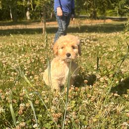 Bella - Apricot female Goldendoodle puppy in Graham, North Carolina from Geise Meadow Doodles