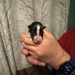 Border Collie Puppies from Hounds of Rabbit Hill