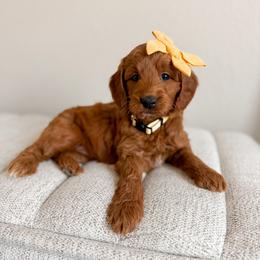 Yellow Collar - Red  female Goldendoodle puppy in Billings, Montana from Montana Raised Doodles