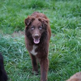 Lady Mae - Red & white female Australian Shepherd puppy in Kokomo, Indiana from North Central Aussies