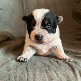 Boy 2 - Blue male Australian Cattle Dog puppy in Irvington, Kentucky from Dry Valley’s Australian Cattle Dogs