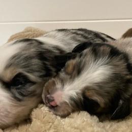 Miniature Australian Shepherd Puppies from Blue Skye's Miniature Australian Shepherds