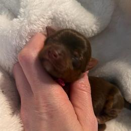 Little Bean - Chocolate, tan and white female Yorkshire Terrier puppy in Hope, Indiana from DJ Yorkies
