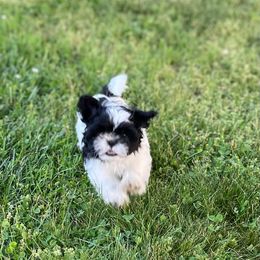 Shih Tzu Puppies from Lil' Darlin' Shih Tzus of the Virginia Blue Ridge