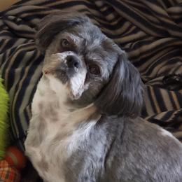 Roe roe - Shih Tzu