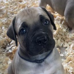 Rio - Navy collar boy - Tawny male Boerboel puppy in Navasota, Texas from Silverthorne Boerboels