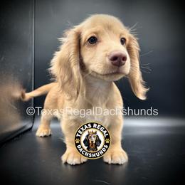 Prince - 3500 - Cream male Dachshund puppy in Houston, Texas from Texas Regal Dachshunds LLC