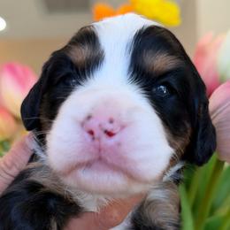 Cat women - Black tri-color female Assorted Doodle Crosses puppy in Yuciapa, California from AlltheDoodlez_