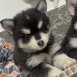 Christian - Black and white male Pomsky puppy in Spring Hill, Florida from PDQ Pomskies